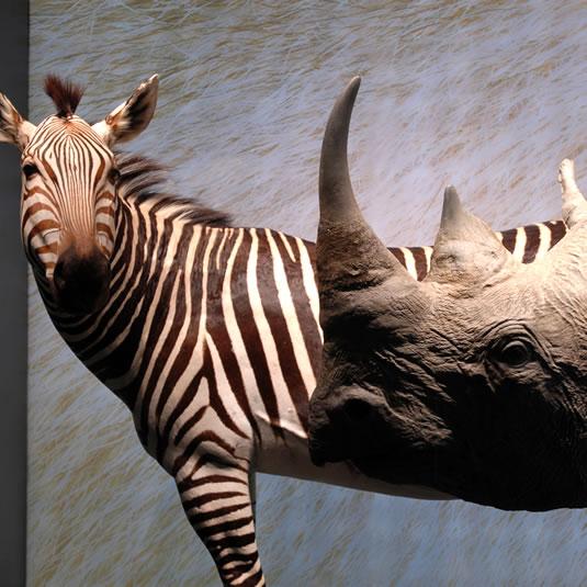Zèbre et rhinocéros au Muséum de Toulouse